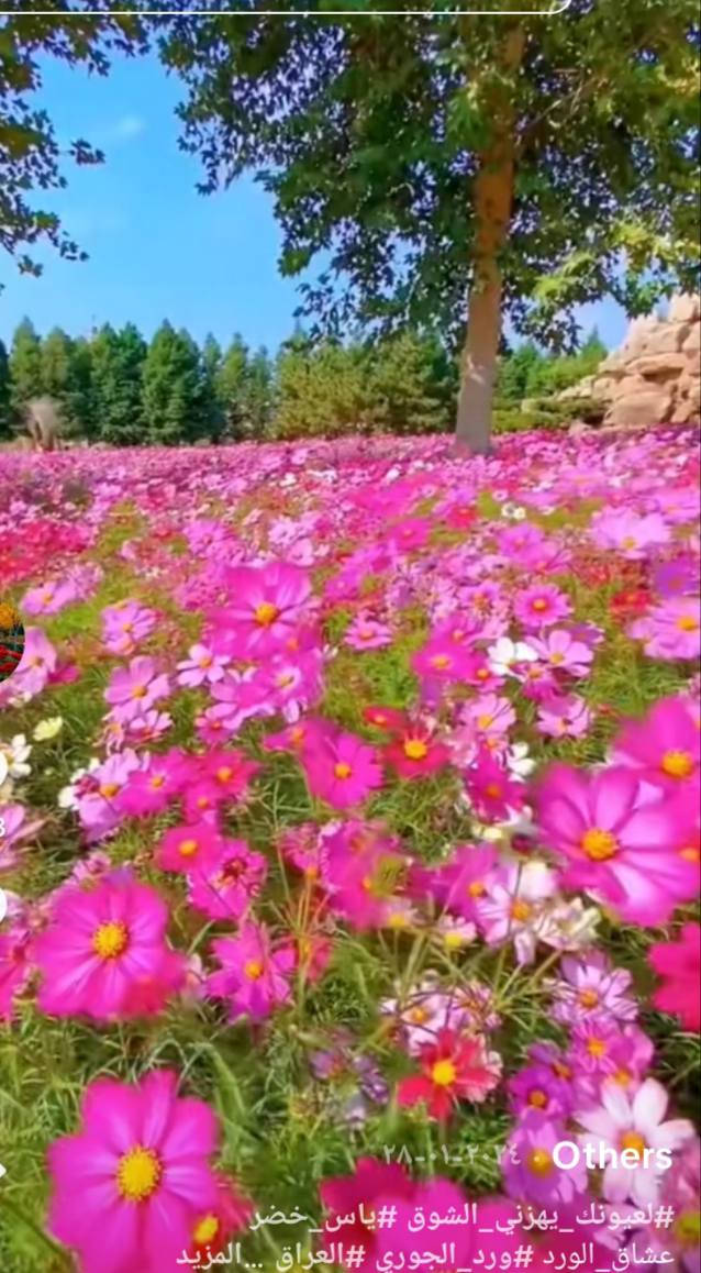 2دؤانم ؤنص عقد 35(وجهية90نزال30/سعر مناسب أمام المحسن ***********/***********
