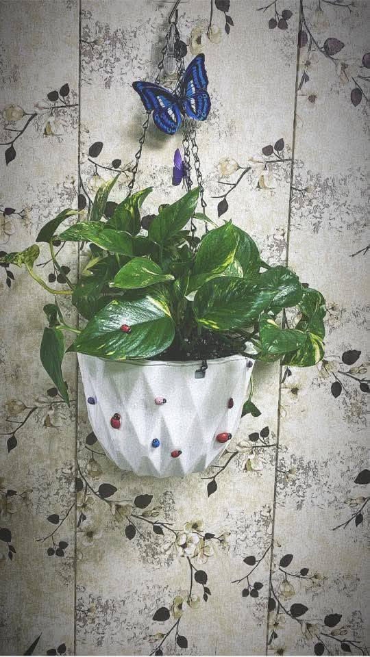 🪴🎉🎊سندانه سقي الذاتي ضد لكسر🎉🎊
💐 مع زنجيل حديد قوي جدا💐
🎉🎊٢ با ٥ الف🎊💐
🌹سقي ذاتي قطعتين القطعه الخارجية تعمل كخزان للماء والقطعه الداخلية تكون فيها تربة موصل بخيط قطني لترطيب التربة الفترة طويله🌹
لحجز على خاص 
***********
#توصيل #كل #محافظات
