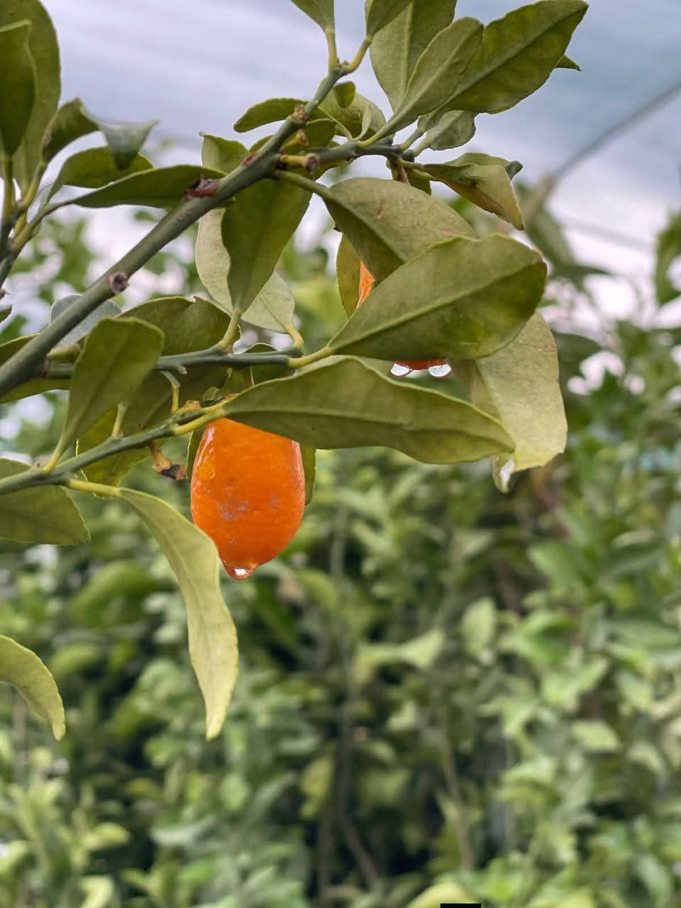 🌱 مشتل الظلال – من أفضل مشاتل جنوب الموصل
📍 العنوان:
الحود – الشارع العام مقابل الحود مول
قرب مفرق الزاوية – جنوب الموصل
📞 رقم التواصل (اتصال / واتساب):
***********
🌿 المتوفر لديهم :
أشجار ظل
نباتات داخلية وخارجية
زهور
أشجار مثمرة وزينة
بتموس
أسمدة وجميع مستلزمات الحدائق
✔️ تعامل ممتاز
✔️ مصداقية وجودة عالية

صفحة مشتل الظلال
