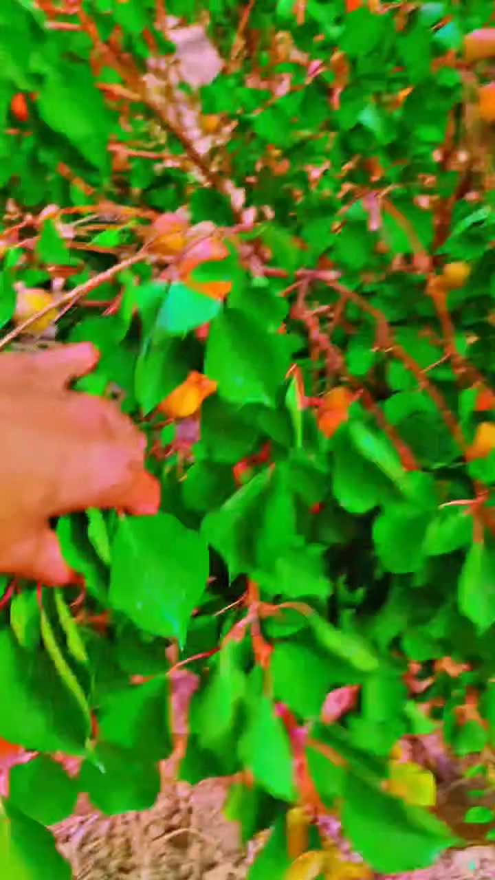سلاوهاورێیان
ئەوەش نموونەی قەیسی ئیتاڵی کە ئەمرۆکە رێکەوتی13ی5ی2026 زەردی کردووە پێرەگەیشتووە
انشااڵلە بۆمانگی12ی ئەمسال لەو جۆرە دار قەیسی ئیتاڵی بەردەست دەبێ بۆ فرۆشتن کە بەروبوومەکەی لە 5ی5تاوەکوو10ی5قەیسیەکەی دێتە بەرهەم بۆ فرۆشتن
دەتوانن لەئێستاوە پەیوەندیمان پێوە بکەن بۆ حجزکردنی دار
***********
***********
***********
***********
