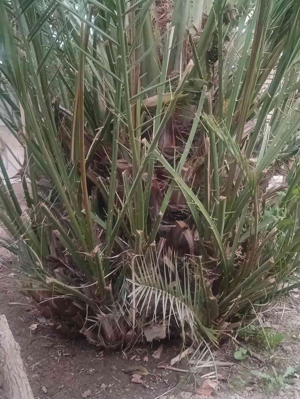 السلام عليكم
فسائل نخل شويثي للبيع تفاصيل اتصل على الرقم ‏‪0780 857 9478‬‏
