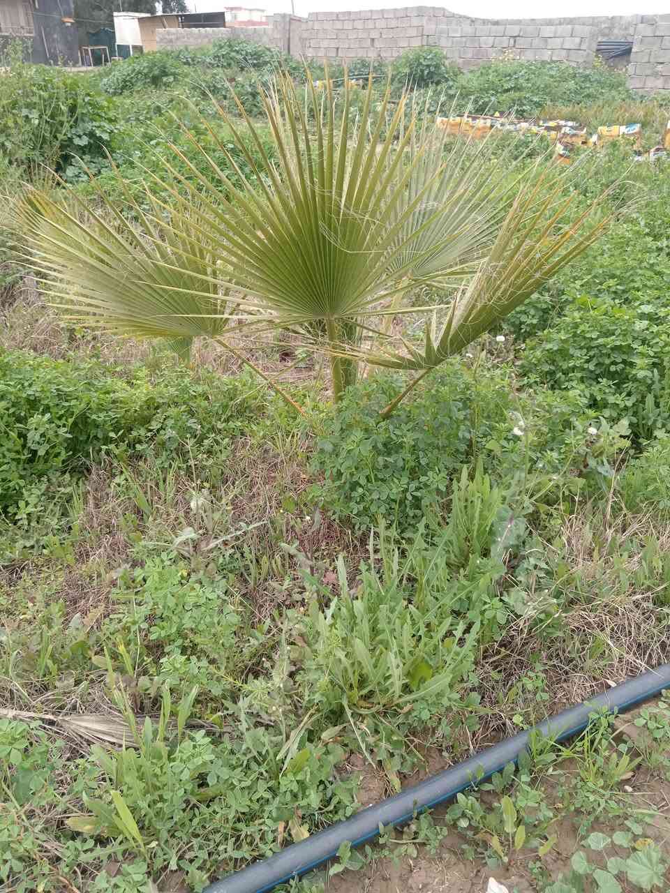 متوفر أشجار رمان وتين وواشنطوني ابيع جملة ماكو مفردات للتواصل ***********
