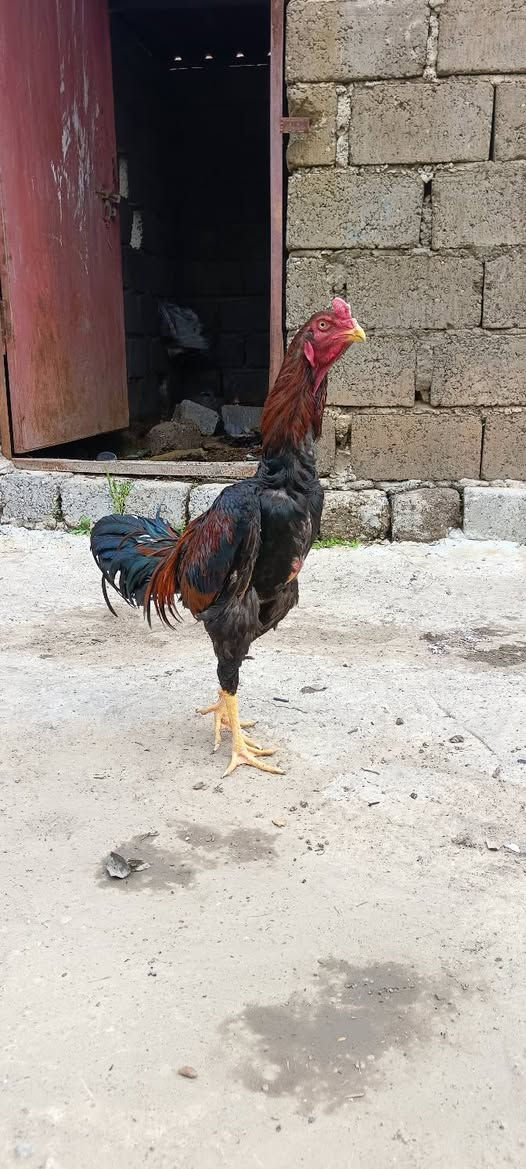 متاح ديج هندي مخلف عمرة ١١شهر وجهة ناشف منكارة حاد بعدة باول ريشة سعرة 40مكاني جنوب الموصل 
***********
***********
