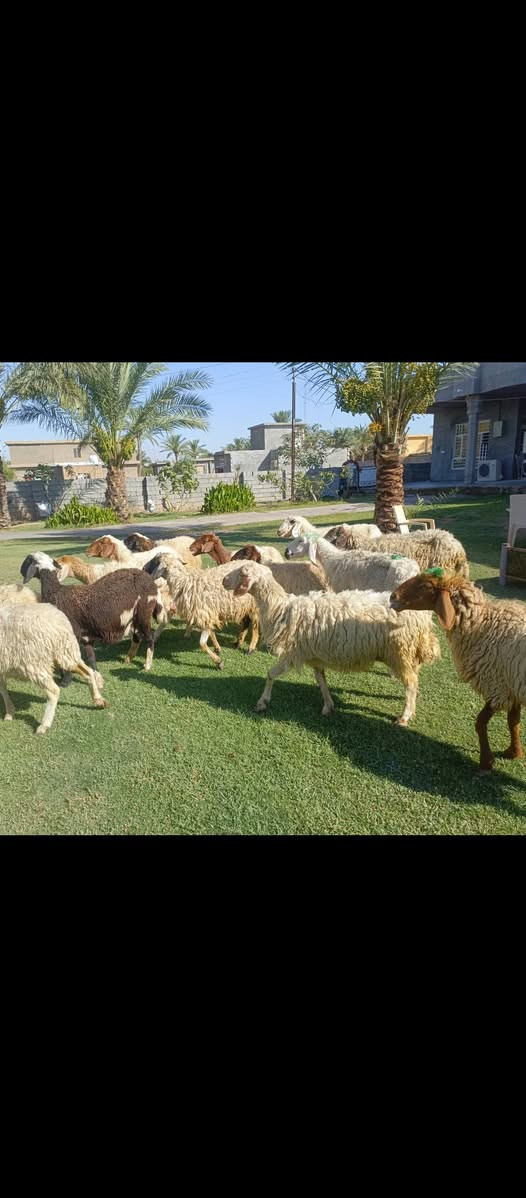 بسم الله الرحمن الرحيم ما شاء الله متاح حلال للبيع العدد 15 حلال درجه اولى كل سن وشطر مال الديرهكل ثالث بطن وثاني بطن وين اللي يدور حلال ما تجيني رقم واحد حلال قصه واحده وخير من الله من القنم واحده مكان الحلال بغداد مشاهده قرب التاجي سعر زوج قفل 525 توصيل ما عندي هذا رقمه واتصله حياكم الله. ///‏‪***********
