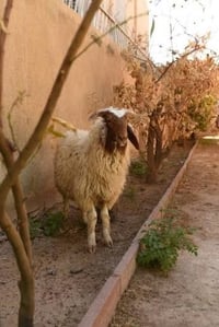 للبيع • شراي • خير