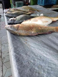 سمج بحيرة ثرثار • تنظيف وتقطيع مجاني • سوق حقلانية