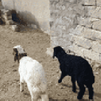 طلي • فطيمه • حي العصري