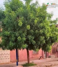 شجرة النيم • شتلات ٦٠-٩٠سم • توصيل النجف