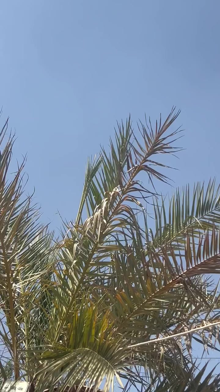 سلام عليكم تكتك البيع عشرين البيع كفاله سعر 5500بيهه مجال شراي يخابر***********
