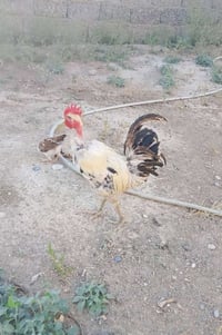 ديك ابو ركيبة • ٧ دجاجات بياض