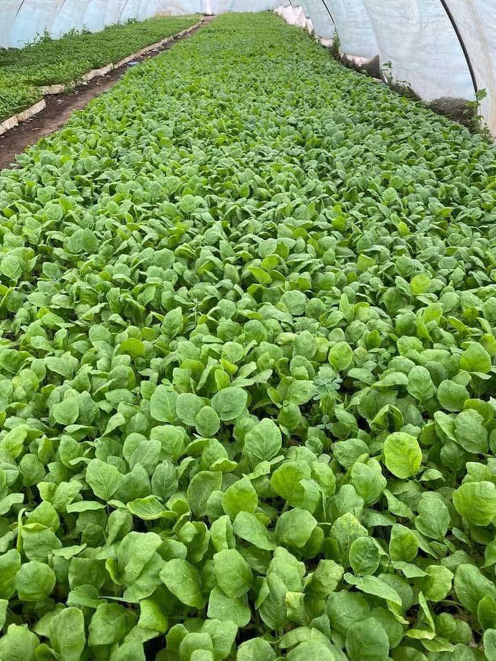 السلام عليكم
يتوفر لدينا كافة انواع الدايات بأسعار مناسبة جدا 

باذنجان  
فلفل بارد ، حار 
  طماطة 
كذالك يتوفر توصيل  للكميات لكافة المحافظات 

العنوان بابل - جبله - الحيدري 
للاستفسار 
***********
***********
