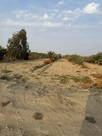 عفك و سومر • ٣دونم • ٨٠ نخلة