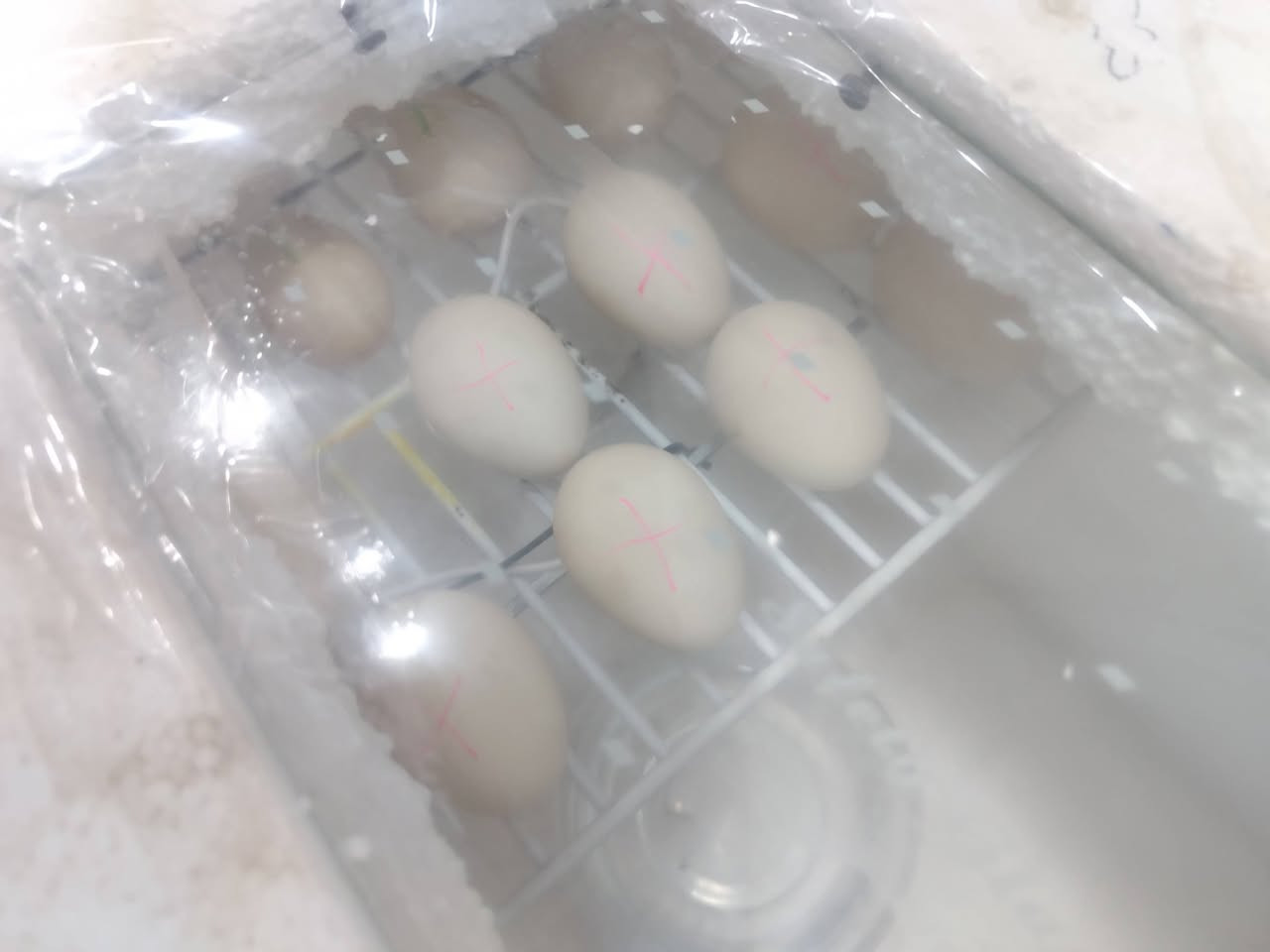 ​للبيع: فقاسة بيض [100] بيضة
الفقاسة شغالة وبنظافة 100%،ضمان التفقيس ما بيها أي نقص ولا عطل.
​تقليب يدوي
​سيطرة كاملة على الحرارة والرطوبة.
​جاهزة للعمل مباشرة، تشدها وتوكل على الله.
​السعر: [60].
​الاستفسار على الخاص أو الاتصال: [***********] يوجد توصيل مجاني داخل ميسان فقط
