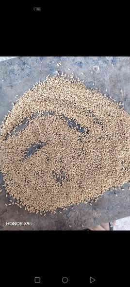 حنطه بثور نزار بنت المغلف مالت السنه بيه تك شعير مكان بابل الكفل سعر ٧٥٠ 🌷***********🌺*********** توصيل جميع المحفضات
