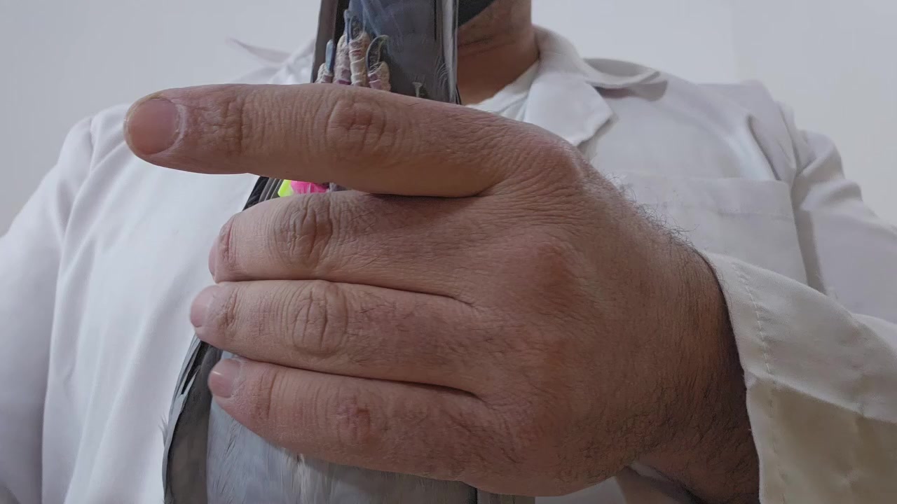 طيره حفيدة الساكان مباشر ( السعر 500 دولار )
ومن جوه حفيدة الكتل + البست كتل 
طيره جميله ودخول جديد 
*********** _ ***********
