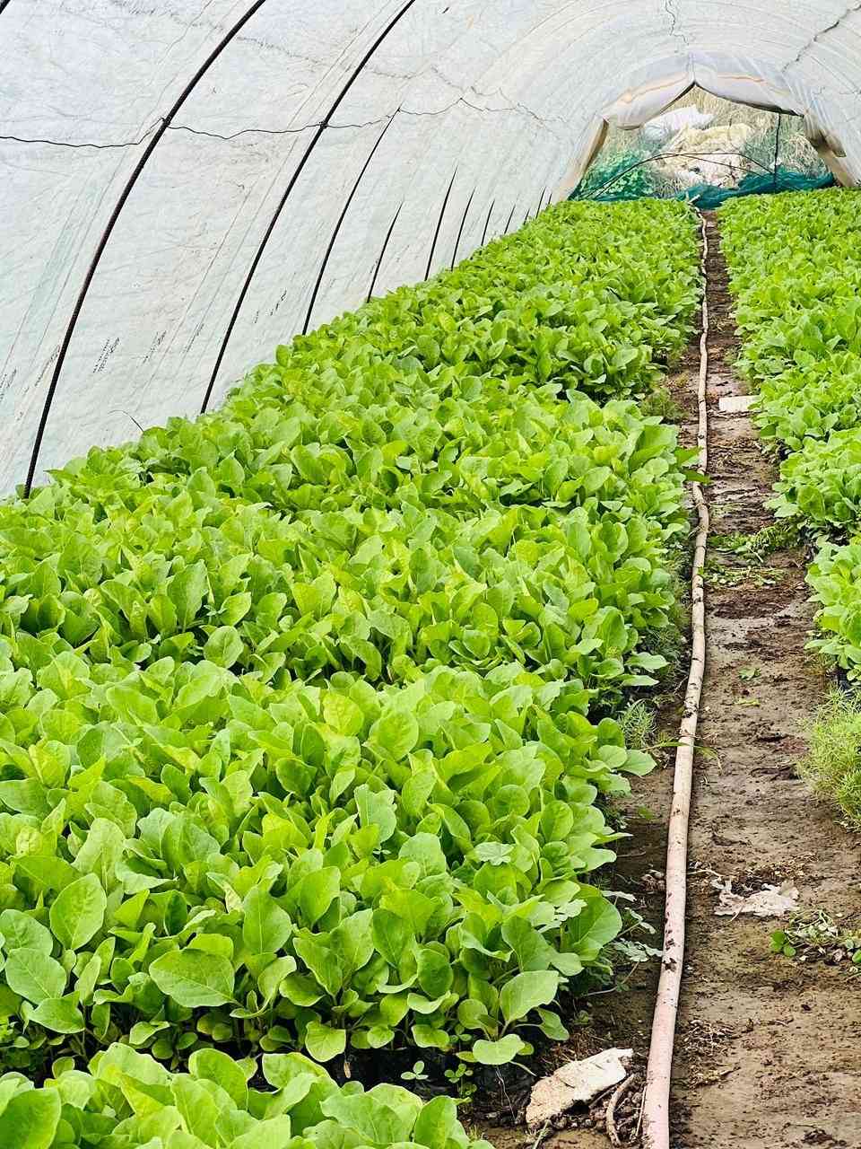 دايات فلفل حار وبارد (مودستو) باذنجان( سوري وعبد اسود) وطماطه (فتون )
جملة ومفرد متوفر
***********
