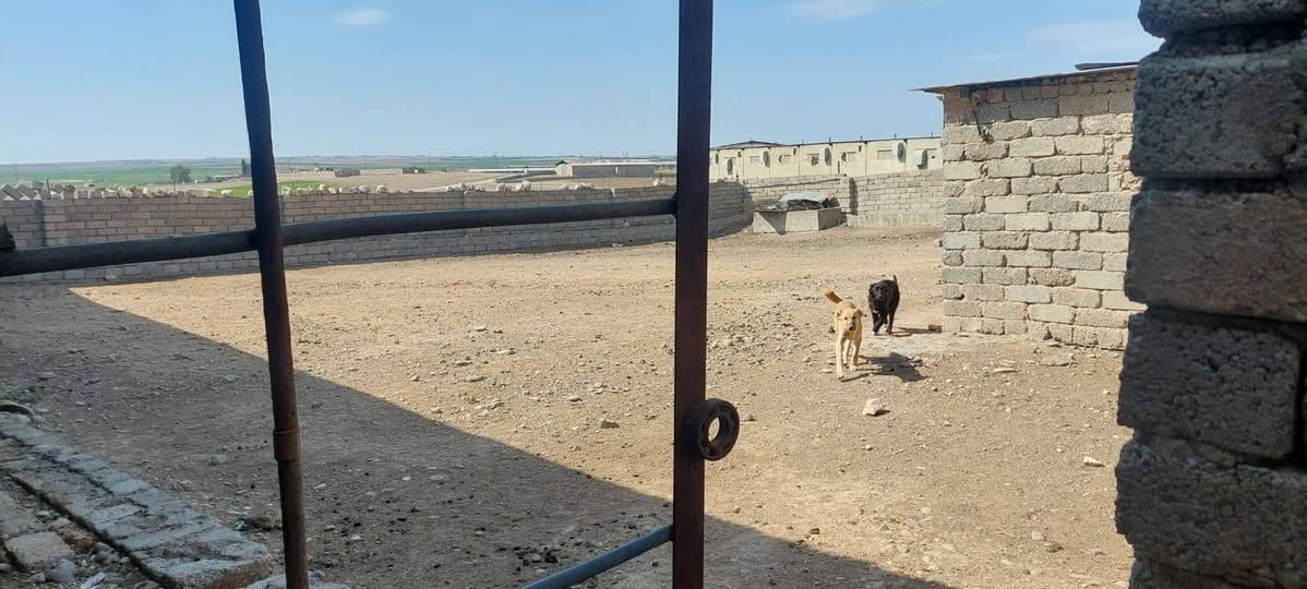 حقل دواجن وحقل عجول للبيع للإستفسار واتساب ***********
