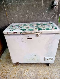 كوفه • مجمدة • حجم كبير