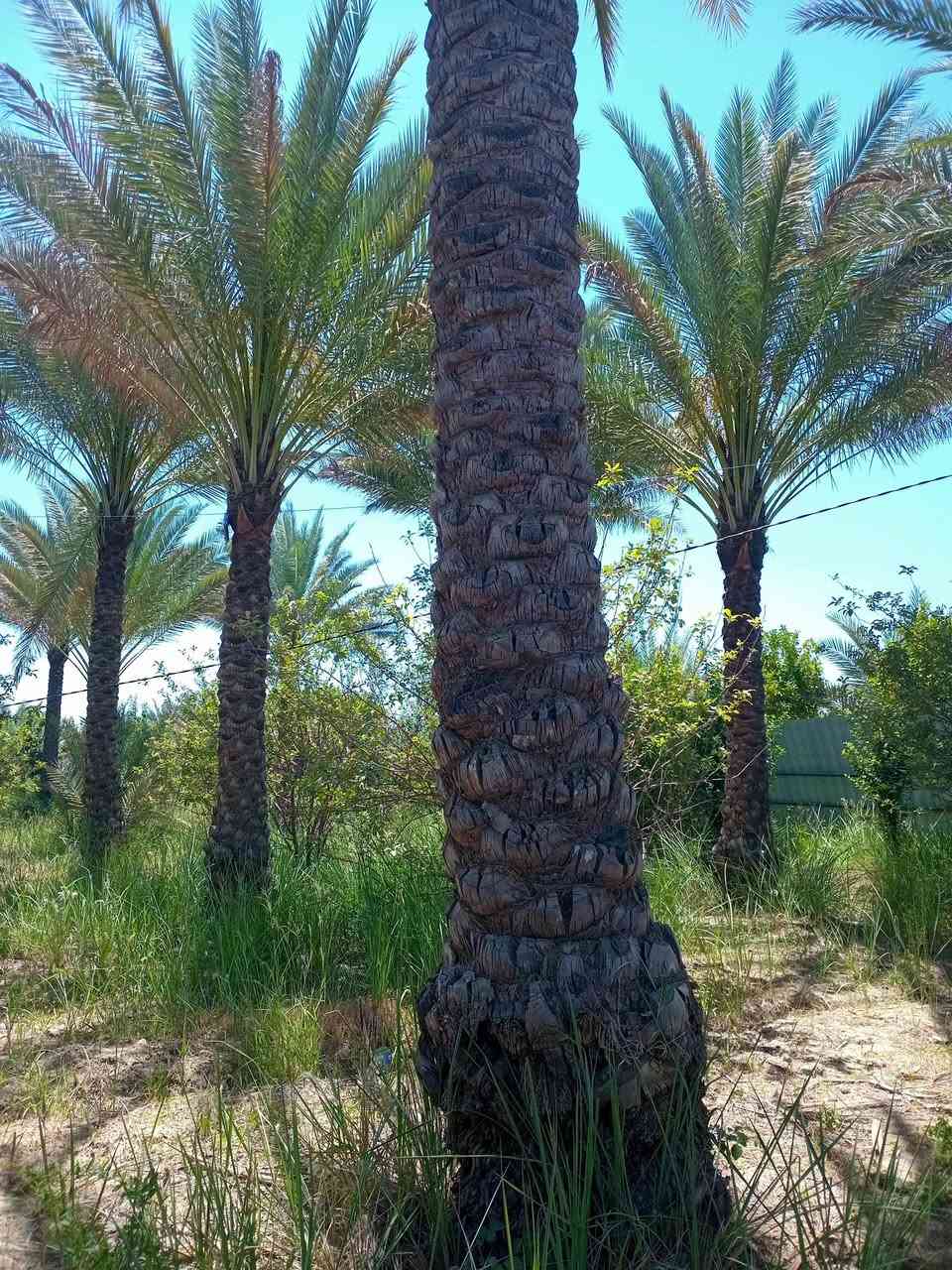 720 متر طابو زراعي سند ٢٥ على شارع المنطقة الرئيسي كامل خدمات 
كهرباء خطين ذهبي ماء اساله مع سقي تحتوي على نخيل وأشجار تفاح موقع ممتاز 
ترهم سكن او مزرعه ترفيهية دار للأستراحة تبليط واصلها تبعد عن التبليط 50 متر 
سعرها ٧٠ وبيها مجال بأسمي شخصيا العنوان بغداد الراشدية 
***********
***********
