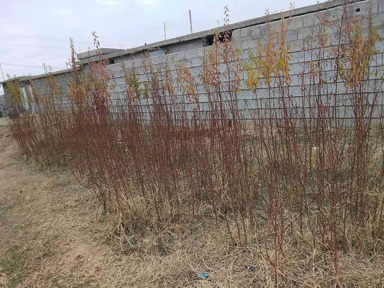 سلام عليكم  يوجد شتال مشمش 
السعر الشتله 1500
الاستفسار على هذا الرقم ***********
