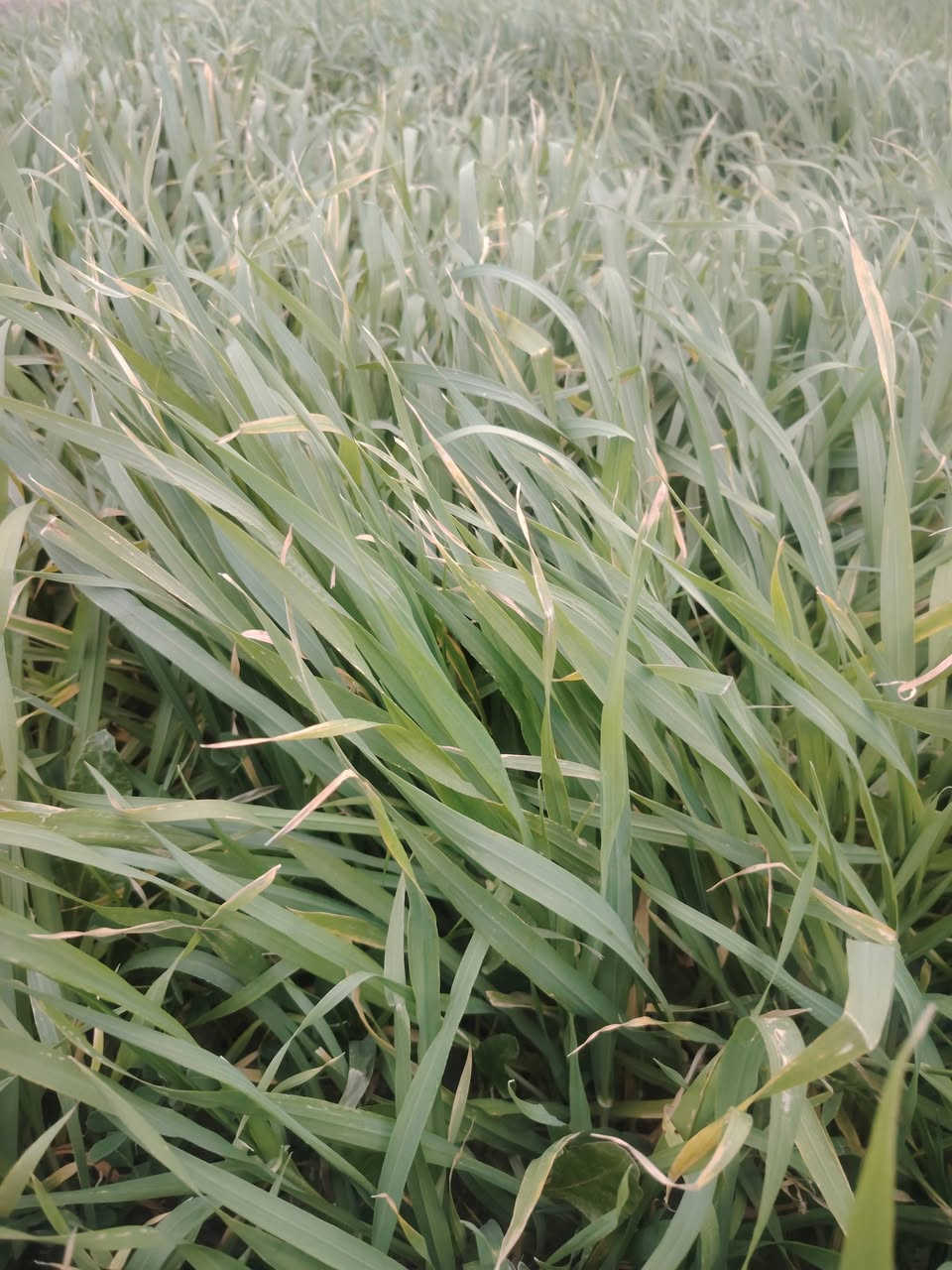 زرع للبيع مساحه ٤٥ دونم بلحمزه الشرقي ***********
