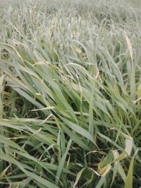 اللحمزه الشرقي • ٤٥ دونم • زرع