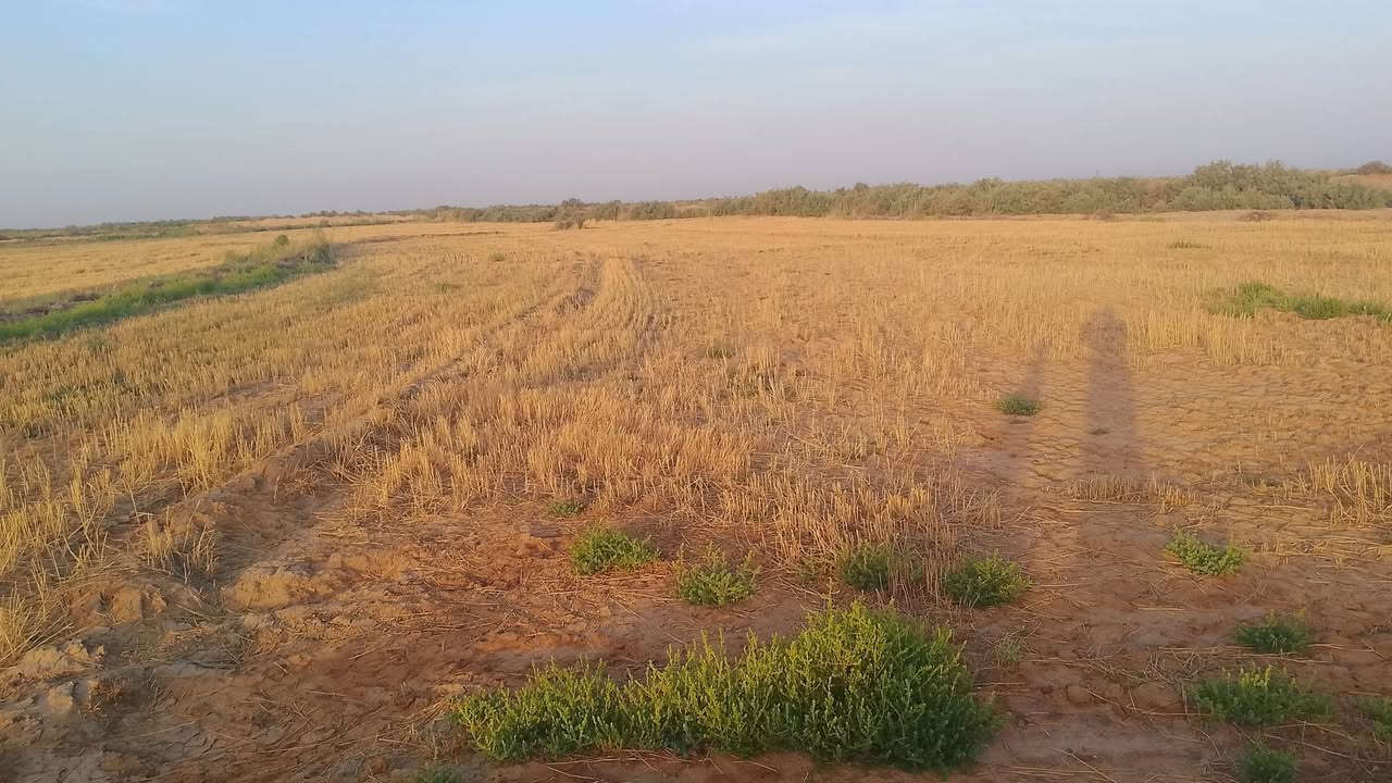 أرض للبيع دونم ونص سند 25 السنيه السعر 20 وبيها مجال قليل باقي التفاصيل بالمقطع وهذا رقمي ***********
