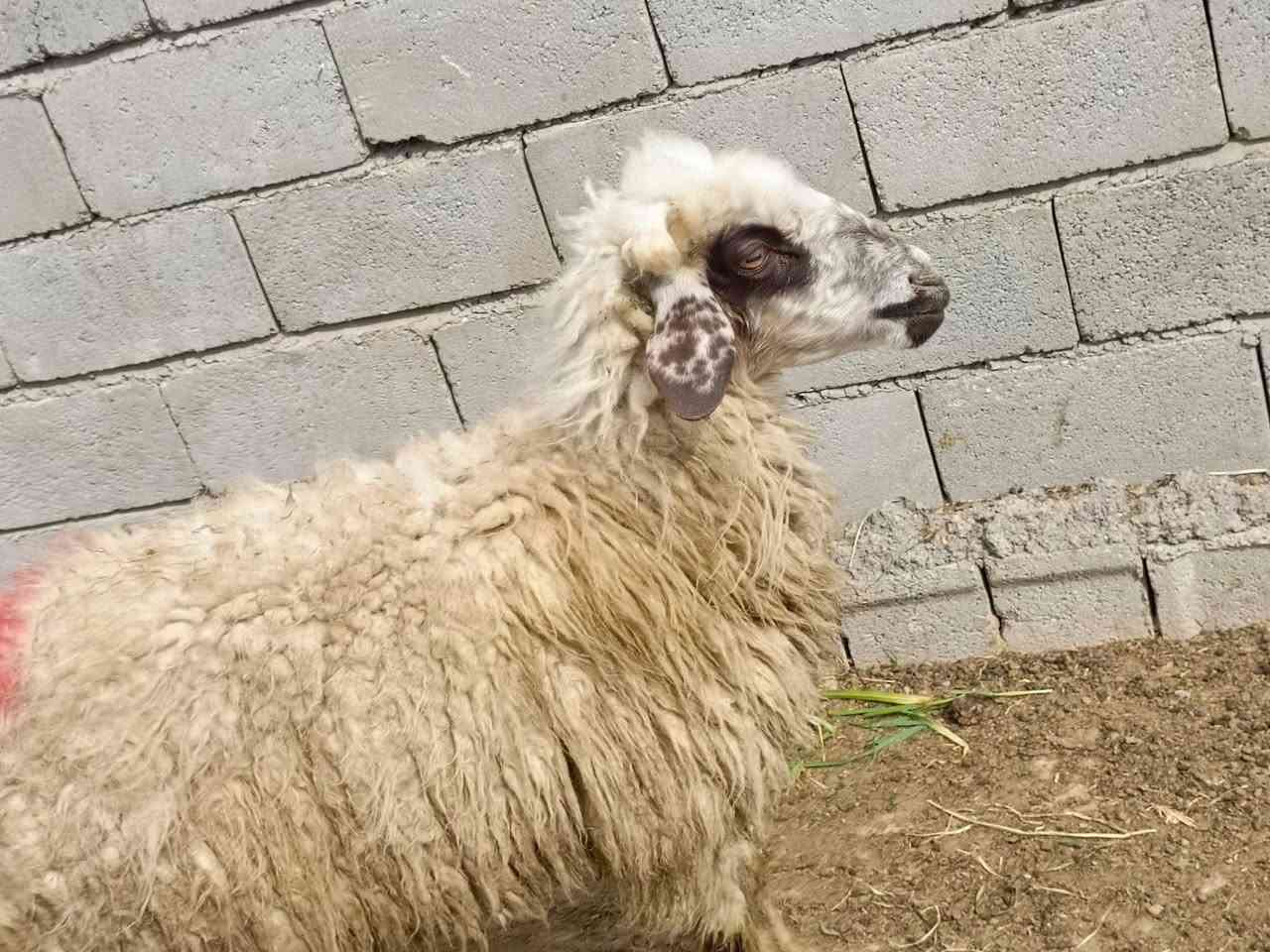 اللهم صل على محمد وال محمد متاح حلال للبيع العدد 5 وحده مطفل 4 اشهر اشاره على شهرين وثلاثه اشهر الحلال مال جني رقم واحد وين اللي يدور حلال نظيف سعر الزوج 525 قفل بدون عمله مكان الحلال بغداد مشاهده. ....
  ‏ ‏‪***********‬‏///‏‪***********
