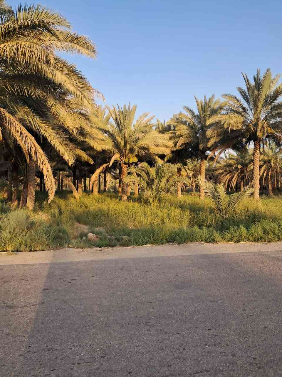 السلام عليكم
بستان للبيع  مكان (كربلاء قضاء الحسينية) مساحة اقل الدونم ١٨٧٥ متر يبعد عن مركز المدنية 23 كيلومتر ويبعد عن الشارع الحسينية ٢كيلومتر تحويل مباشر باسم المشتري سند 25 ارض كافة الخدمات تبليط وماء تصلح منتجع او سكن سعر 115 قابل للتفاوض 

للاستفسار اتصل ***********
