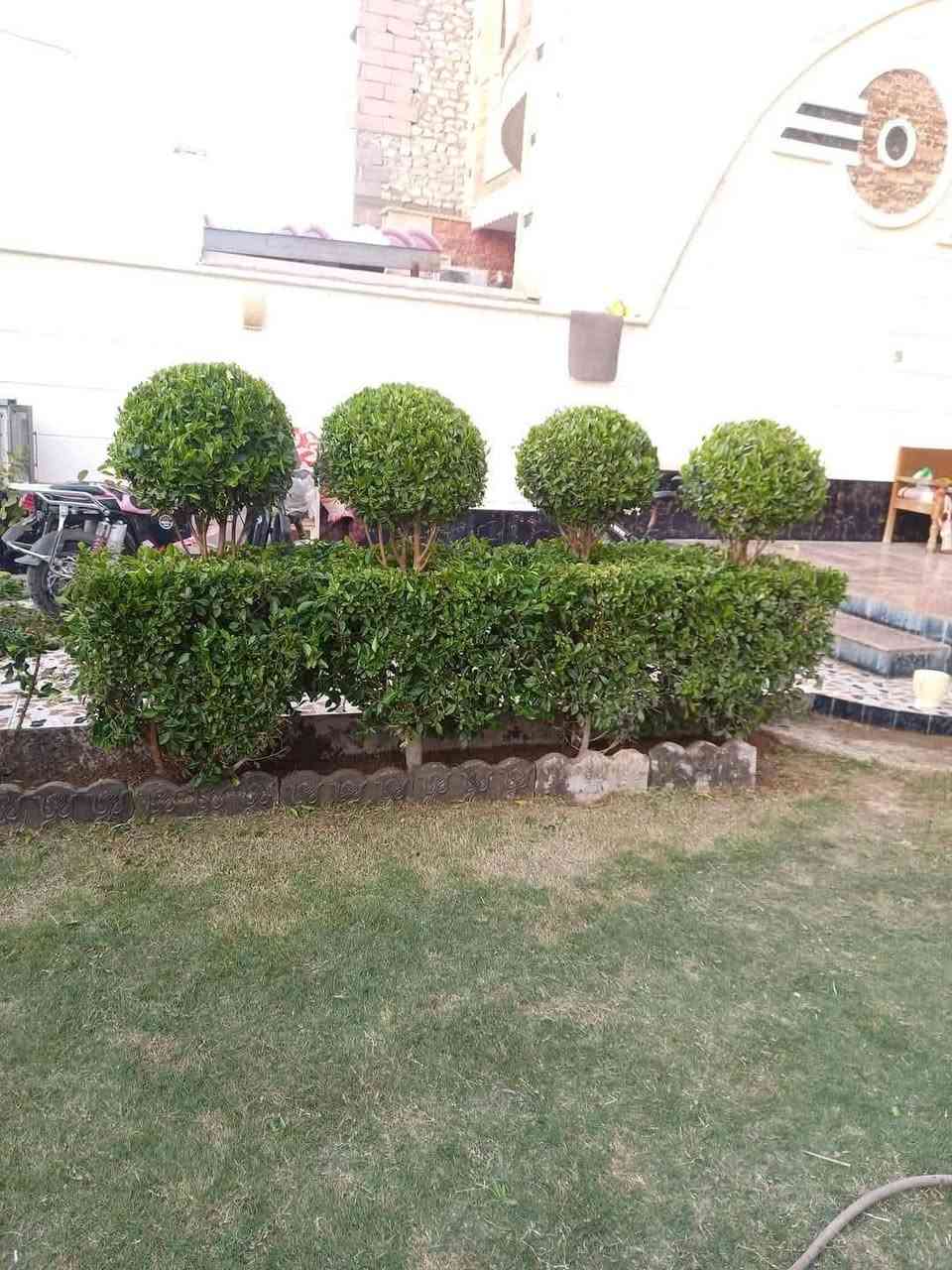 تنظيف الحدائق منزله ديكورات نينيه و قص ثيل حدقجي والاتصال على رقم *********** حدقجي كركوك
