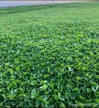 🌳 ثيل طبيعي من أجود الأنواع.. خضرة تدوم وأناقة تبهج! 🌳 مناسب للاستخدام...