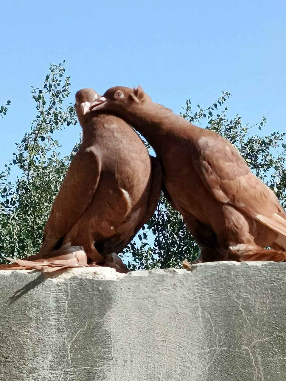 متاح من انتاج         مكلف بل نشر
صاحب الحلال يـاسين نـجفي 
زوج مستوه امامكم جفن عالي عيون بيض منكار جبر وجعجوله فنجان ولون جبده طيور نصبه ونضافه وجمال عنواني نجف الاتصال *********** يوجد توصيل حسب الاتفاق
