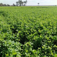 جت درجه اولى • لوح • ٥٠م×٧م