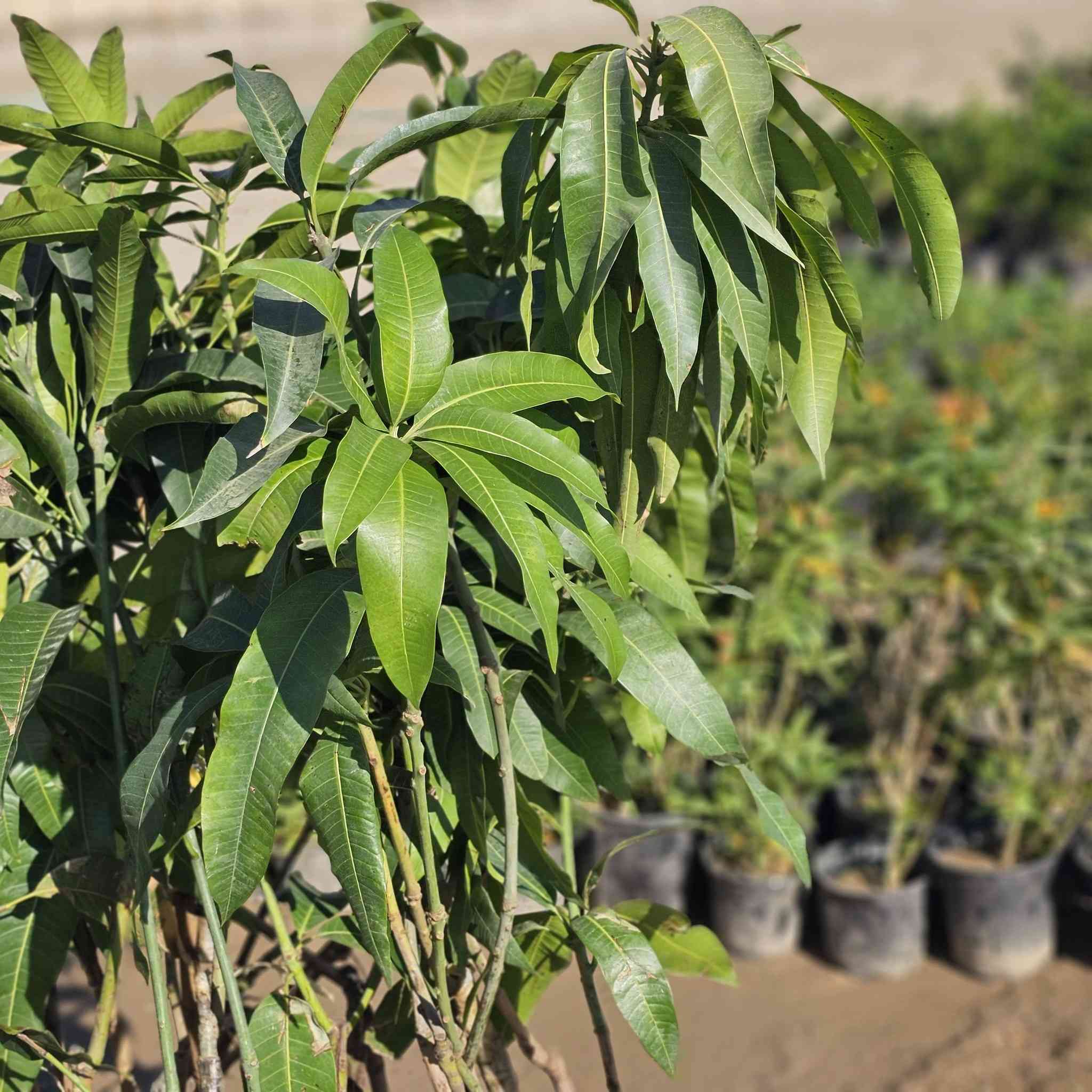 #محبي___االمنكاا  
 كل  ماهو مميز  وناادر تجدونهاا لديناا
تتوفر لدينا شتلات منكا  

متر ونص او اكثر 

من ارقى اصناف المنكا   وفرناهااا
غزير الانتاج 
مقاوم للامراض والحرارة ....

تعتبر من أفخر الأنواع وأندرها وانتاجها وفير ،لها قشرة ناعمة ورائحتها عطرية فواحة مميزة ، و قوامها زبدي شبه خالي من الألياف


**إذا كنت صاحب هذا الإعلان وتريد حذفه لأي سبب، رجاءا أرسل رسالة إلى الدعم الفني**