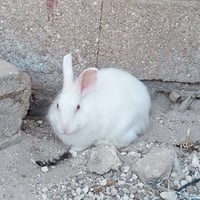 أرنب فرنسي • أنثى