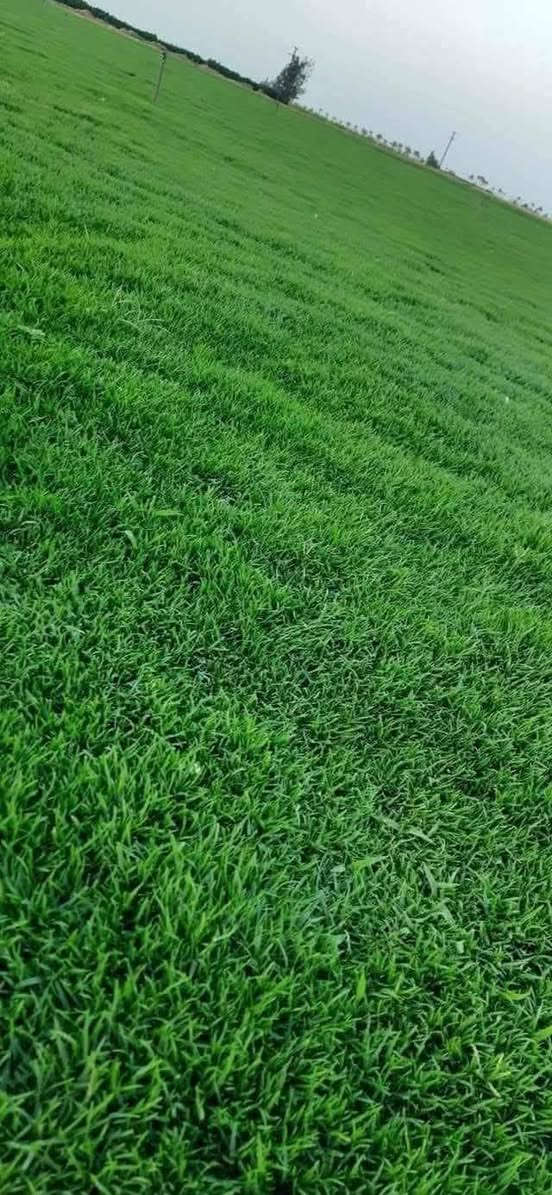 ثيل طبيعي طبيعي واصل جميع المحافظات للحجز والستفسار ***********
