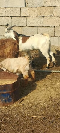 جدي قطري • سمين • دبسه العلم