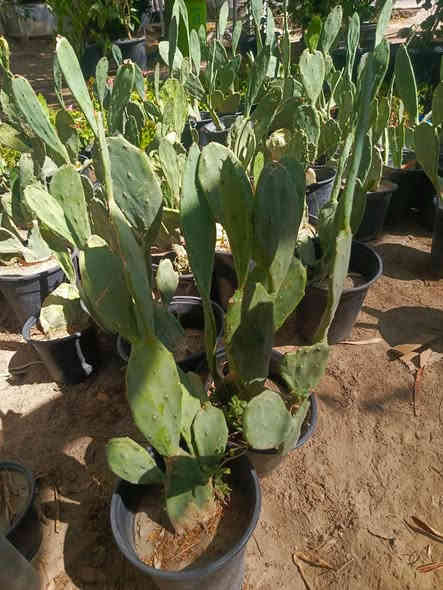 للحجز والاستفسار واتساب‏‪***********‬‏
يوجد توصيل داخل النجف والكوفه
