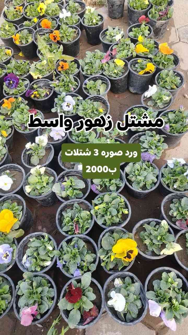 كل ٣ شتلات ب 5000 واكو ب3 ب2000
الشتلات كلهن دائمي صيف وشتاء وتكدر تختار من كل نوع وحده عادي  

يفتح المشتل طيله ايام الاسبوع من الساعه 8:00 صباحا والى الساعه 10:00 ليلآ
#مشتل_زهور_واسط العنوان كوت فلكه الحاوي شارع مجمع دمشق الطبي مقابل ابتدائية الكوت للتعليم الأساسي #يوجد_توصيل_داخل_الكوت
*********** لطلب والاستفسار واتساب  او مراسله الصفحه الشخصيه بلال الواسطي🌹😊
