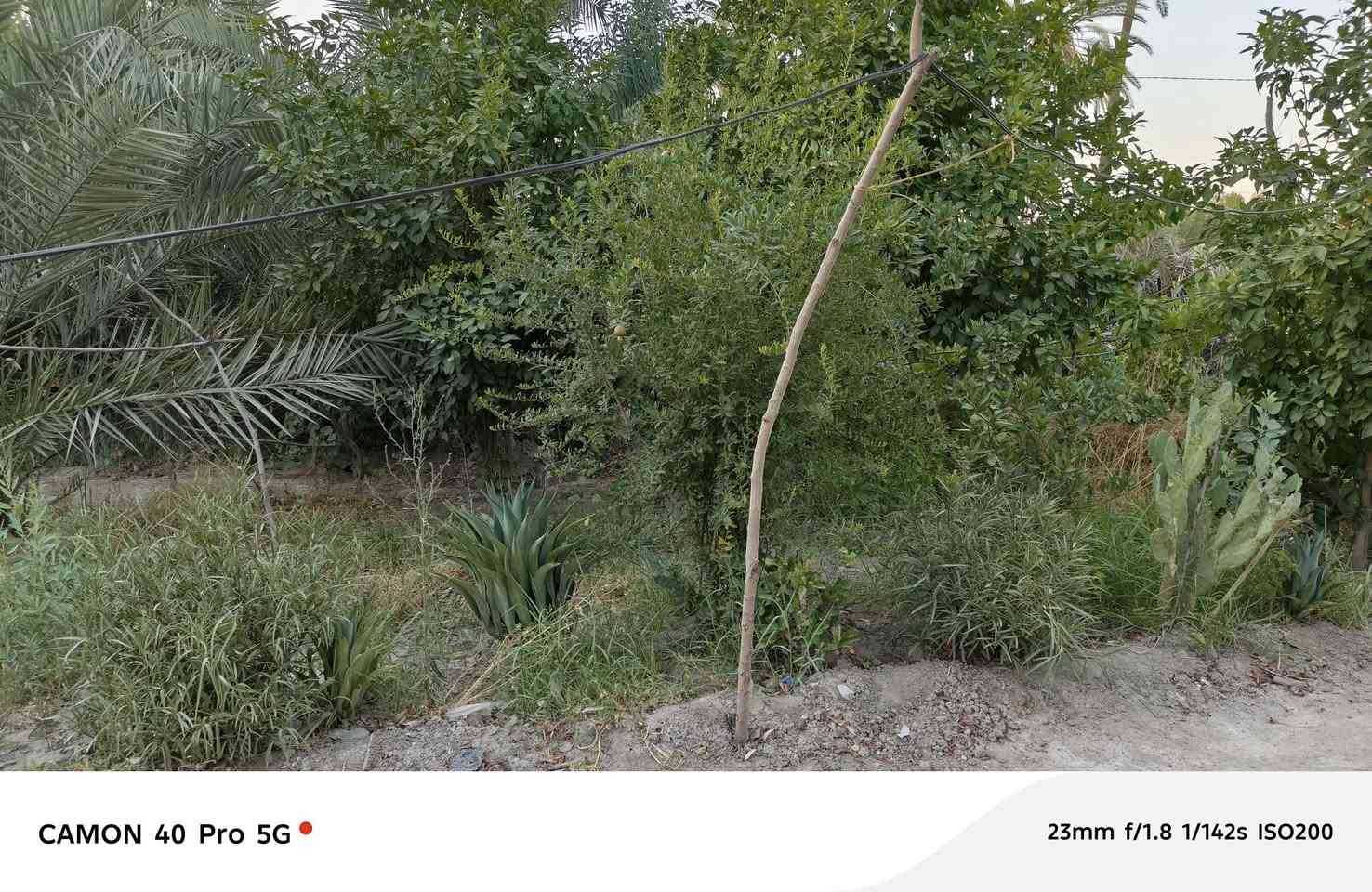 بستان للبيع
٣دونم  
 بيت ٣٠٠ متر كامل
٣غرفه 
مطبخ 
ستقبال ١١متر معزول 

 حديقة 
يبعد عن الولايه ٣كيلو 
الموقع المعبره 
***********
