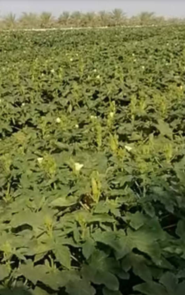 سلام عليكم يوجد بذور باميه درجه اولى المكان ديالى جلولاء سعر الكيلو عشرين ألف ***********
