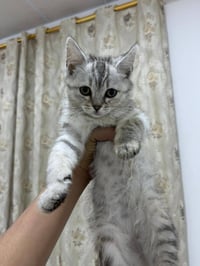 شيرازي • عمر شهرين • ذكر وأنثى