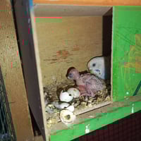 عندي طيور حب للبيع زوجين متزوجات وجواهن بيض وفروخ الشراي ينطي السعر بل...