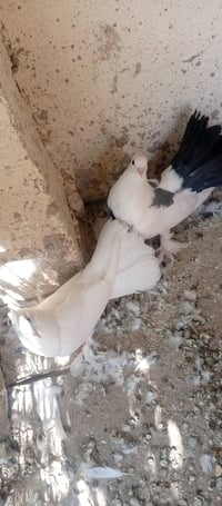 زوج عرايس • الكوت • شارع نفط