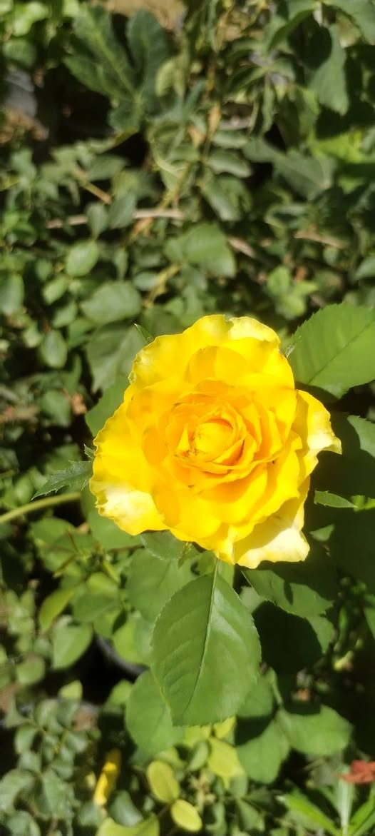 كل ماهو جميل 🌹🌹🌹
 تجدونه في مشتل زهور المينا❤️💐❤️🌷 
التنوع🏵️🌼 
الاختلاف🍓❤️‍🔥 
الابداع🌷🌸 
النشاط🌺🌼 
لمختلف انواع النباتات فقط تجدونه في مشتل زهور المينا♥️❤️💓♥️
عنواننا خانقين بختياري الثانيا نهاية شارع العصائب واسواق صالح حمود❤️‍🔥🌷🌸🌺
 وعدنا توصيل داخل خانقين
راسلونا وتدللون🌺🌸🌷


**إذا كنت صاحب هذا الإعلان وتريد حذفه لأي سبب، رجاءا أرسل رسالة إلى الدعم الفني**