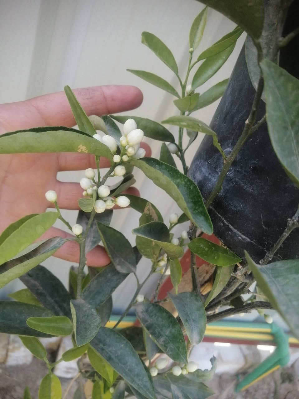 توفر جيمع أشجار الزينه والمثمره
والورود الجوري بالوان مختلفه
بانسب الأسعار
عنوانا الجربوعيه
***********
