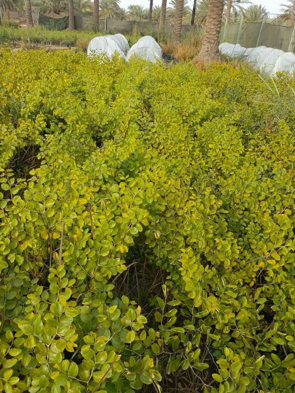 نبك تفاحي جملة بصراوي وتايلندي الرقم ***********
