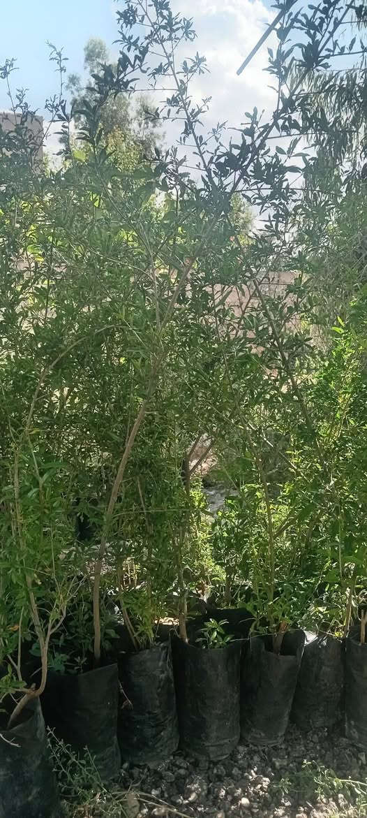 متوفر في مشتل الناحية
مشتل ناحية النمرود 
اشجار تفاح اخضر 
اشجار مشمش 
اشجار توث اسود
اشجار عرموط
اشجار الزيتون
اشجار الكالبتوز
اشجار رمان شهربان 
اشجار تين ديواني اسود
اشجار تين اصفر
اشجار عنب اسود اصفر 
اشجار الورد جوري /سلطان
شجيرات الصبار 
ورد موسمي
ورد. 
نبتتزعطر الشاي


**إذا كنت صاحب هذا الإعلان وتريد حذفه لأي سبب، رجاءا أرسل رسالة إلى الدعم الفني**