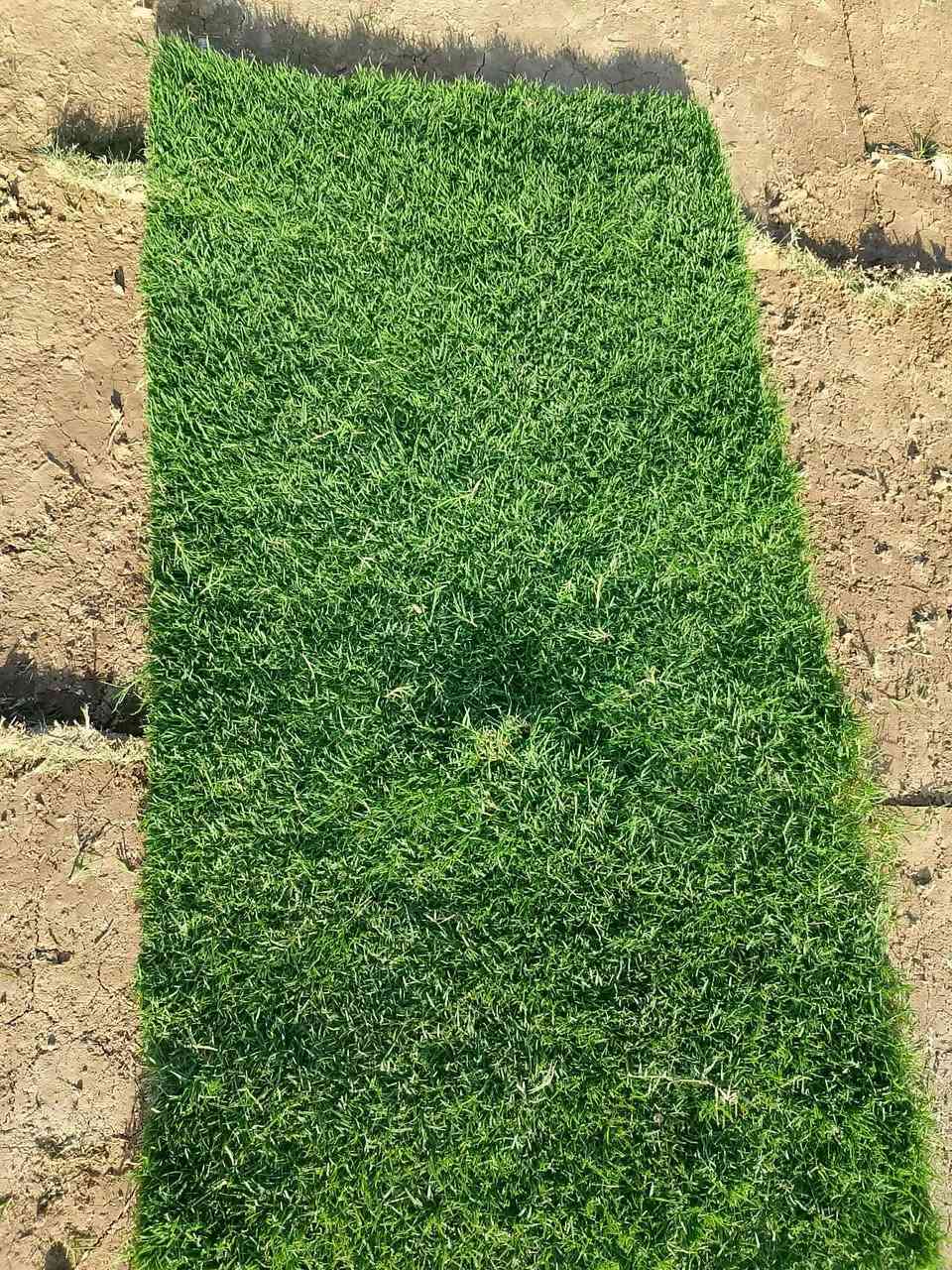 ثيل ديالى الطبيعي 🍀 متوفر كافة انواع الثيل
الثيل امريكي والهندي والايطالي والفرنسي
كادر متخصص :
لتجهيز... مشاتل🌴
والدوائر حكوميه🏦
منازل🏡 منتزهات🏄
موجود خدمة توصيل 🚕🚕 لكل محافظات العراق 
للطلب التواصل مع الصفحة او الاتصال على 
***********
***********
