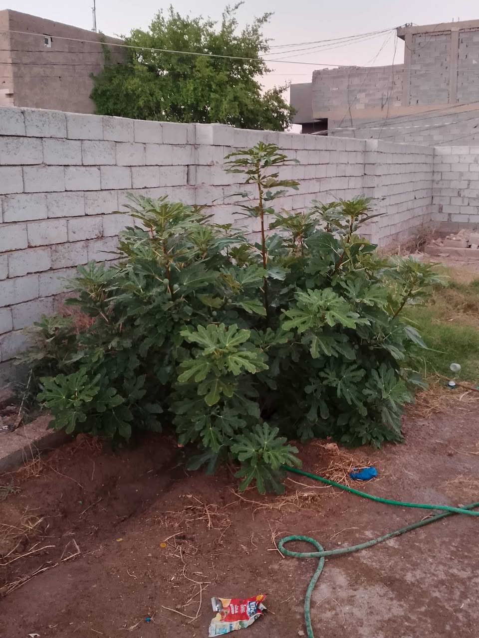 مكلف بالنشر ....
قطعة 190 متر مسيجه ومزروعه الشارع المقابل لمحطة الشارقة في وسط شارع المطار القديم گاع سيد هادي المطاريحي تبعد عن سياج المطار 300 متر تقريبا للاستفسار مع صاحب القطعه ***********
